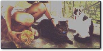 Photo: My three muses: Fatboy, Simon, and Phoebe